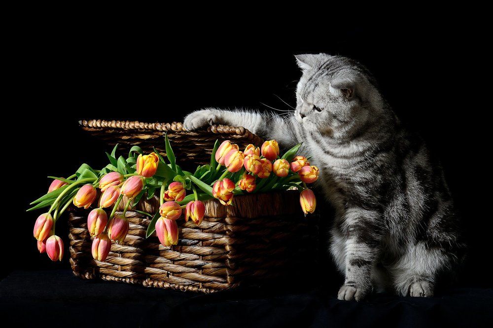 К празднику готов