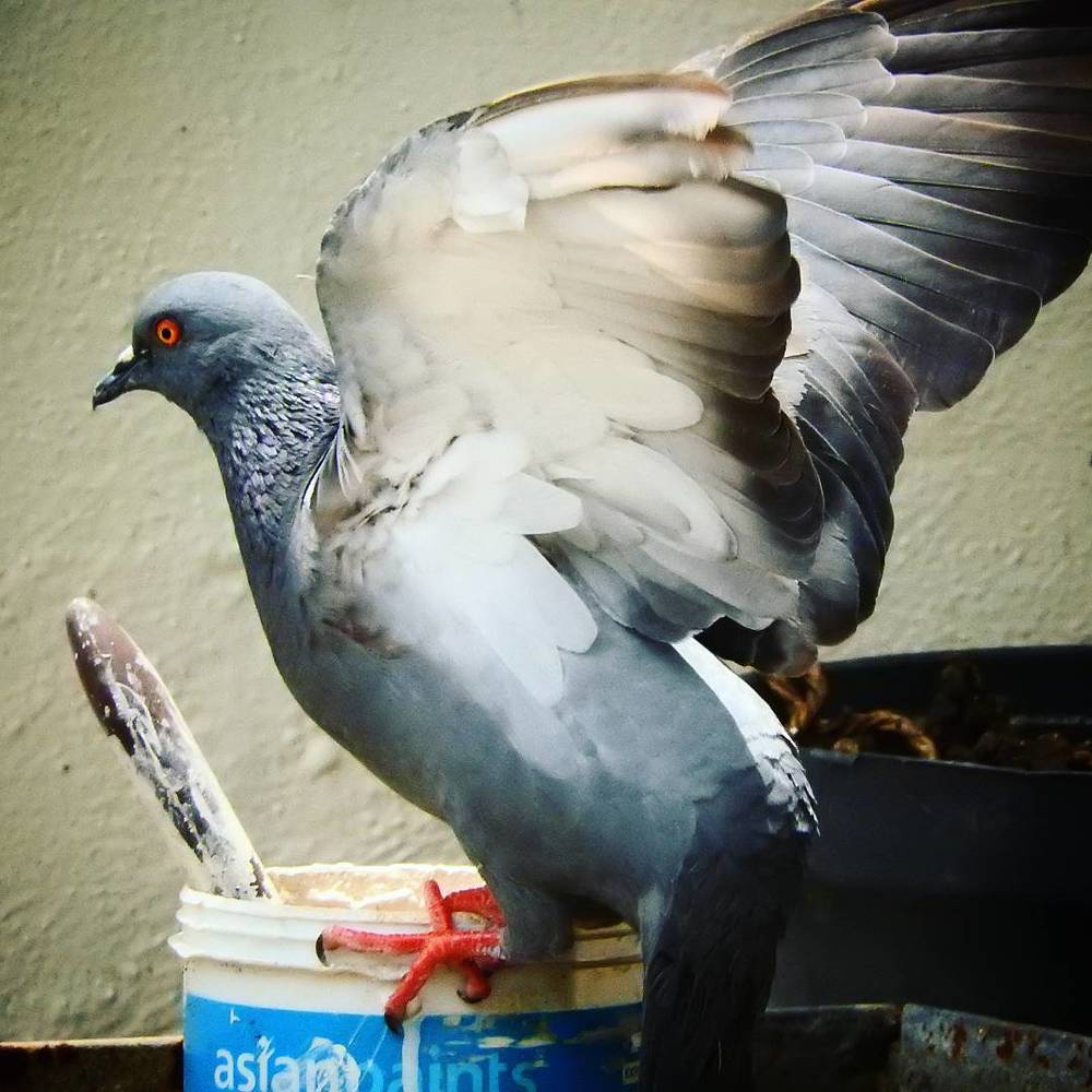 Tursty Pigion