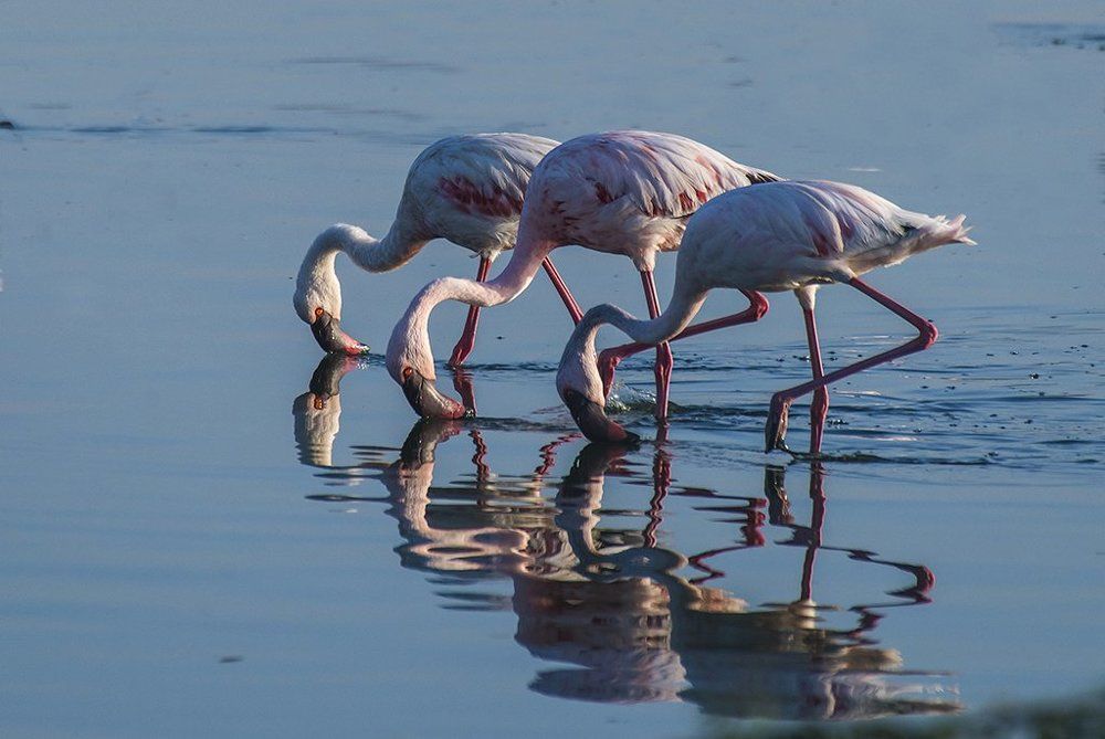 TRIO OF FLAMINGO