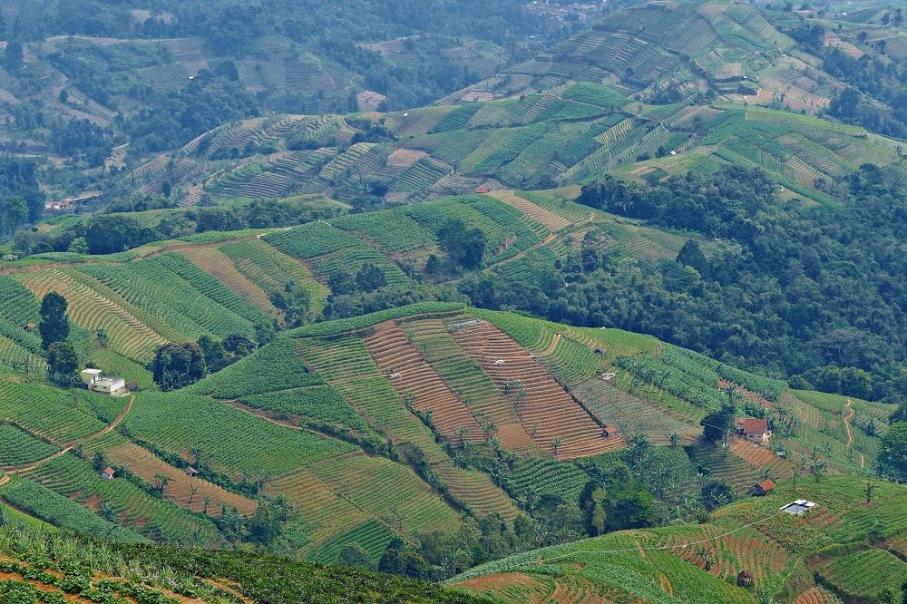 Terraced Plantation