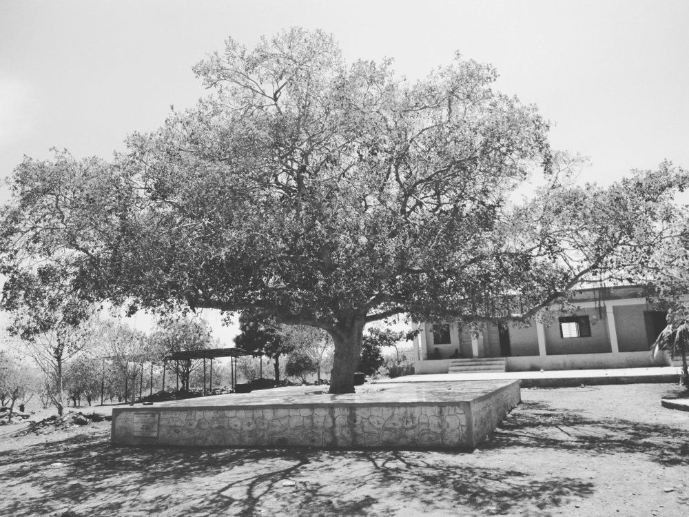 Tree