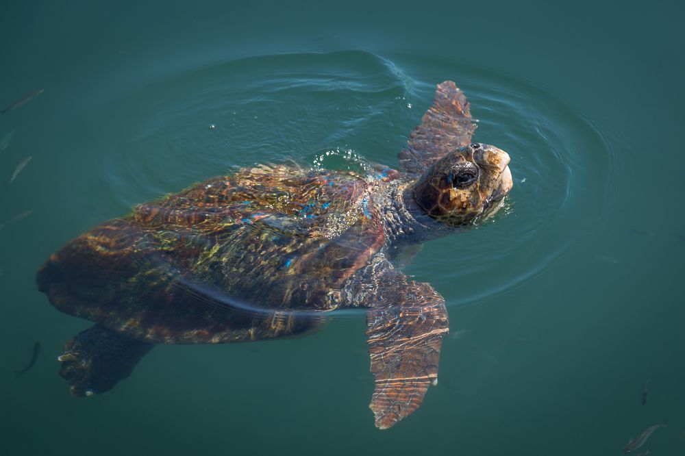 Looking at me or looking at you