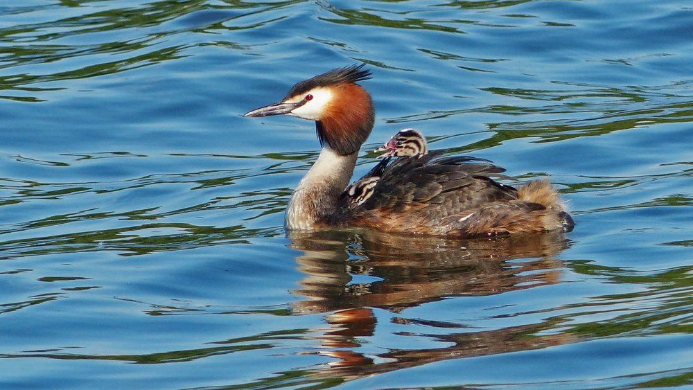 На маме -Корабле