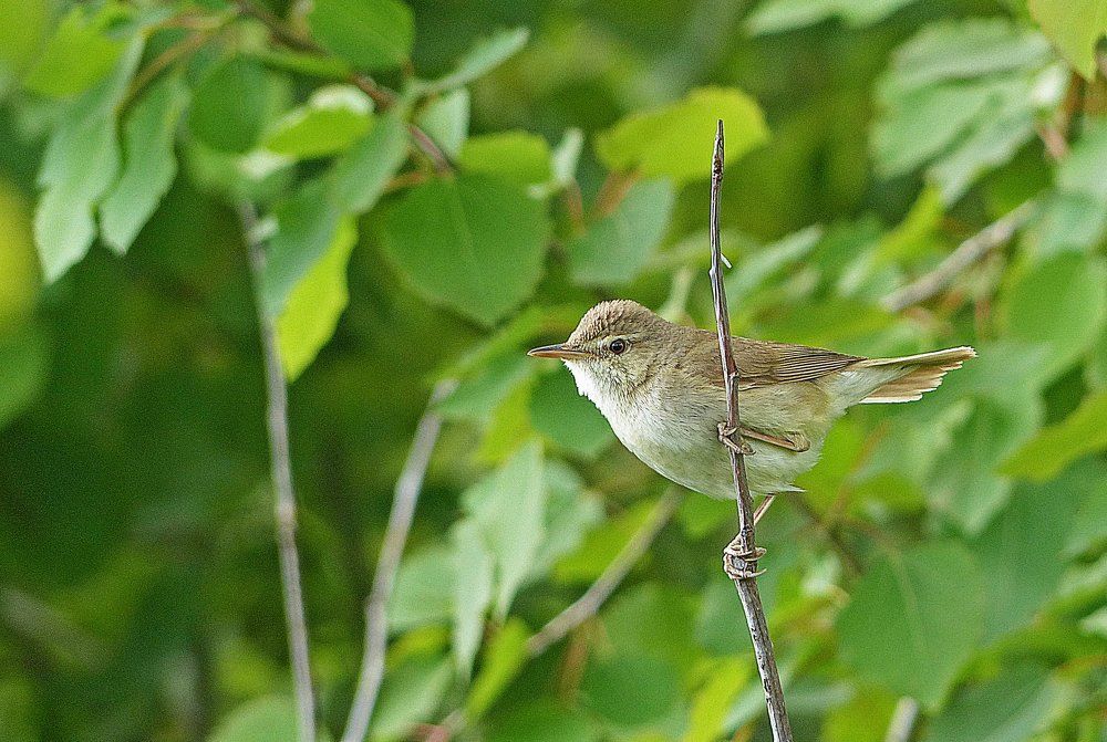 И где эти мухи ? -:))