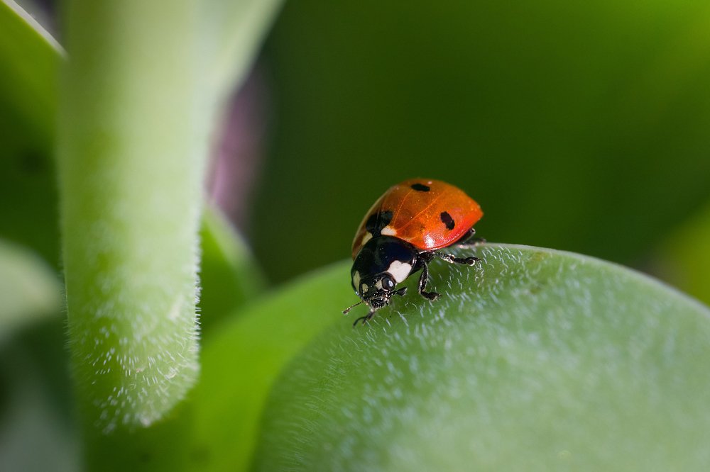 "Маленький исследователь"