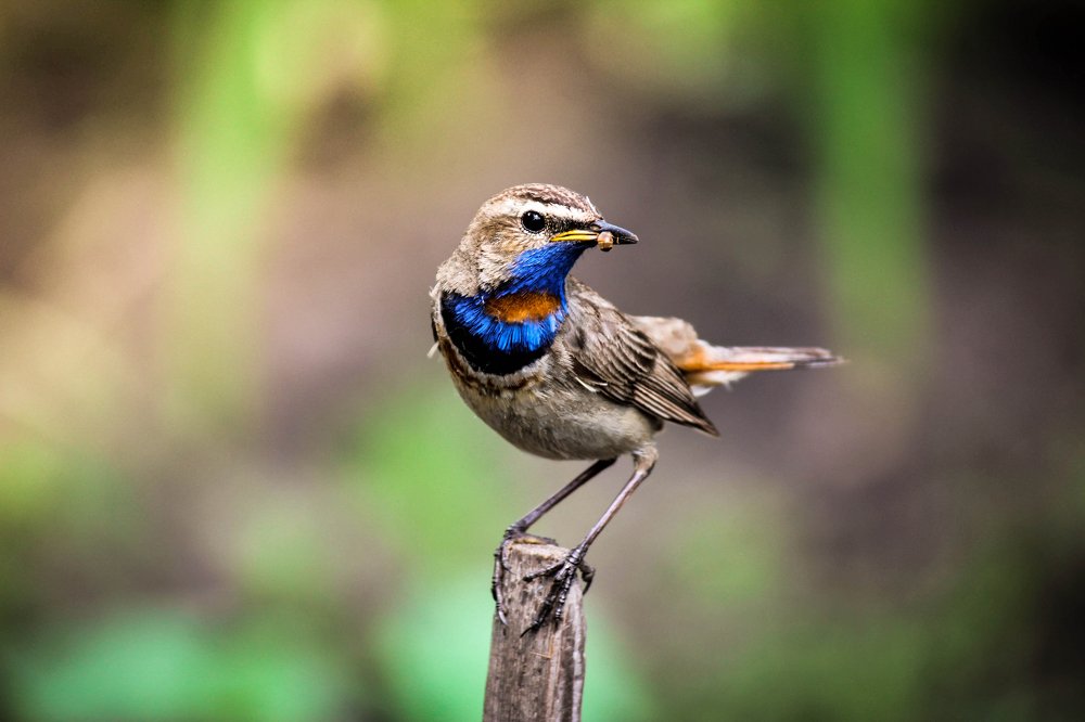 "уДачная трапеза"