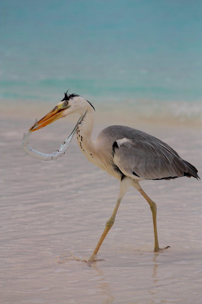 Серая цапля с уловом