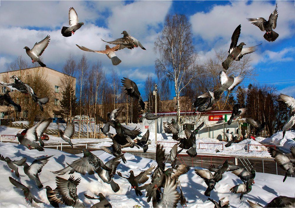 Птичий переполох