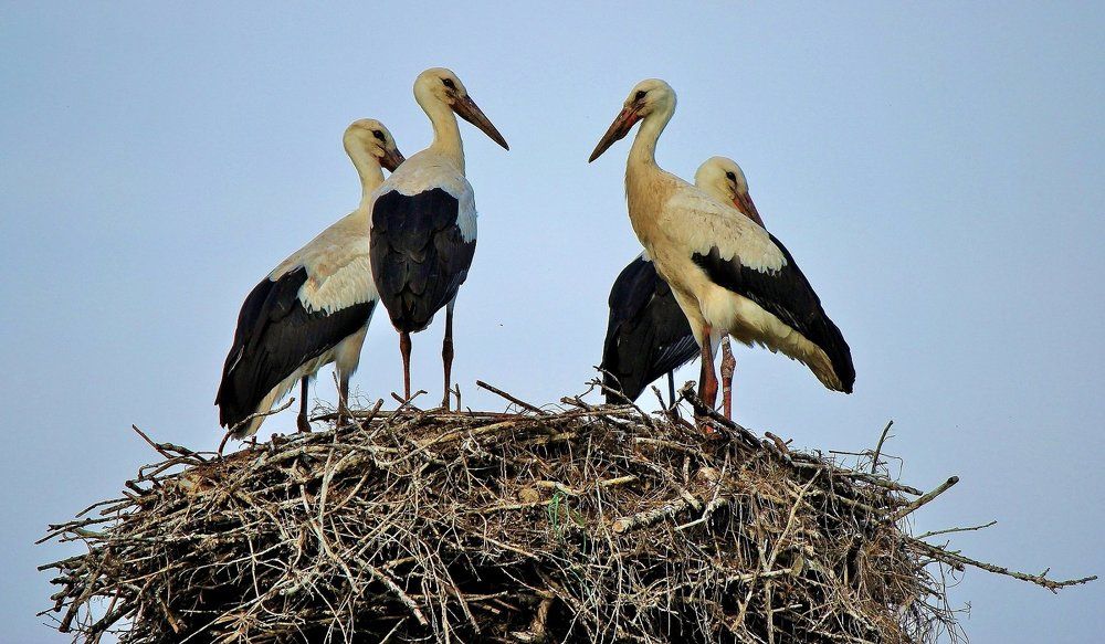Большая семья