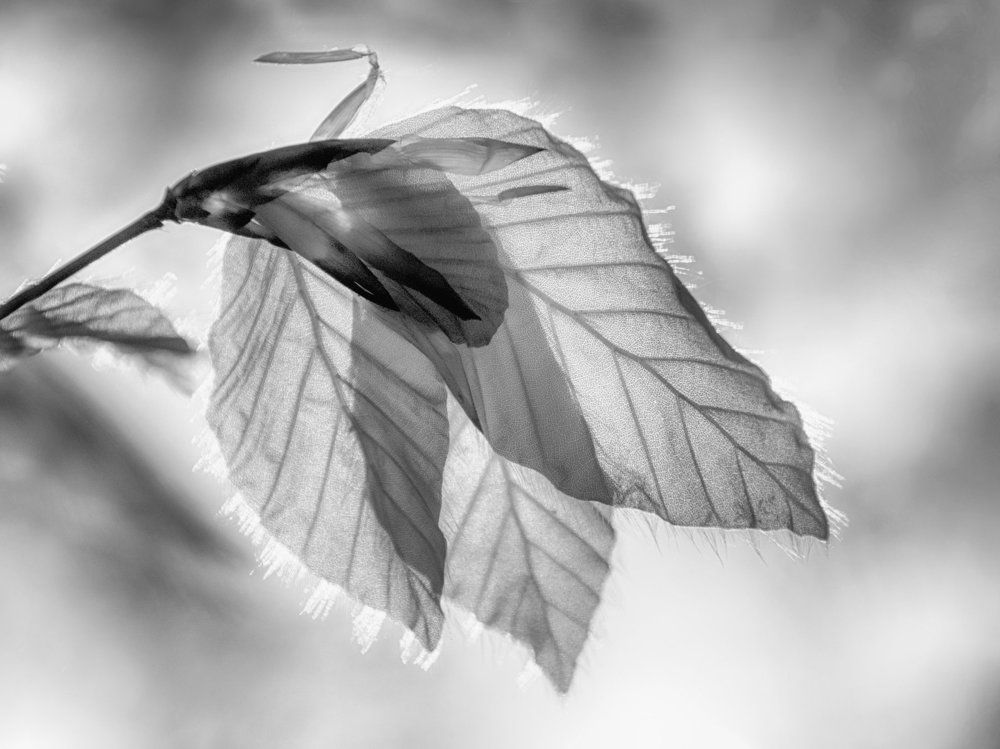 Трилистник