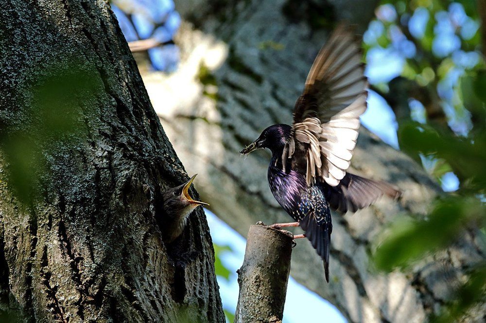 Завтрак прилетел.