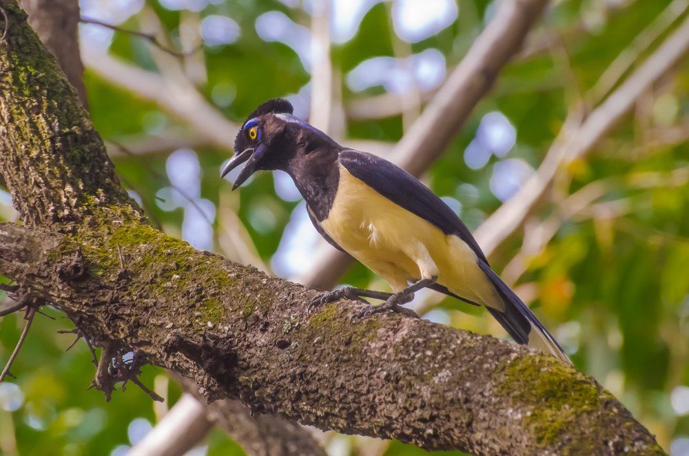 GRALHA DE CRISTA NEGRA.