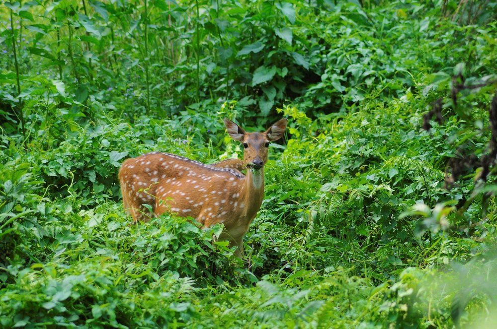 deer nature