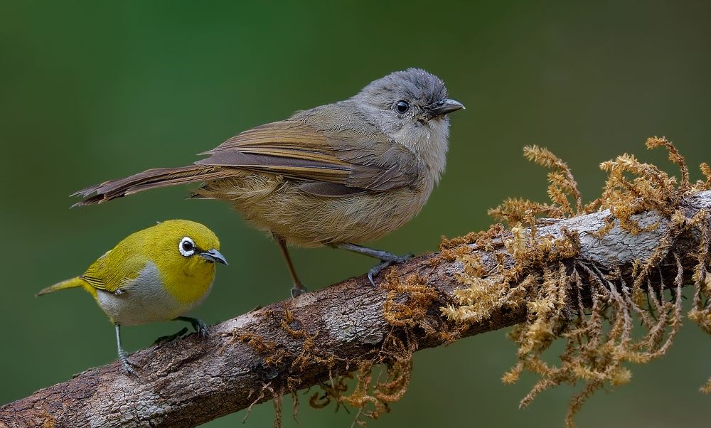 white-eye+fulvetta
