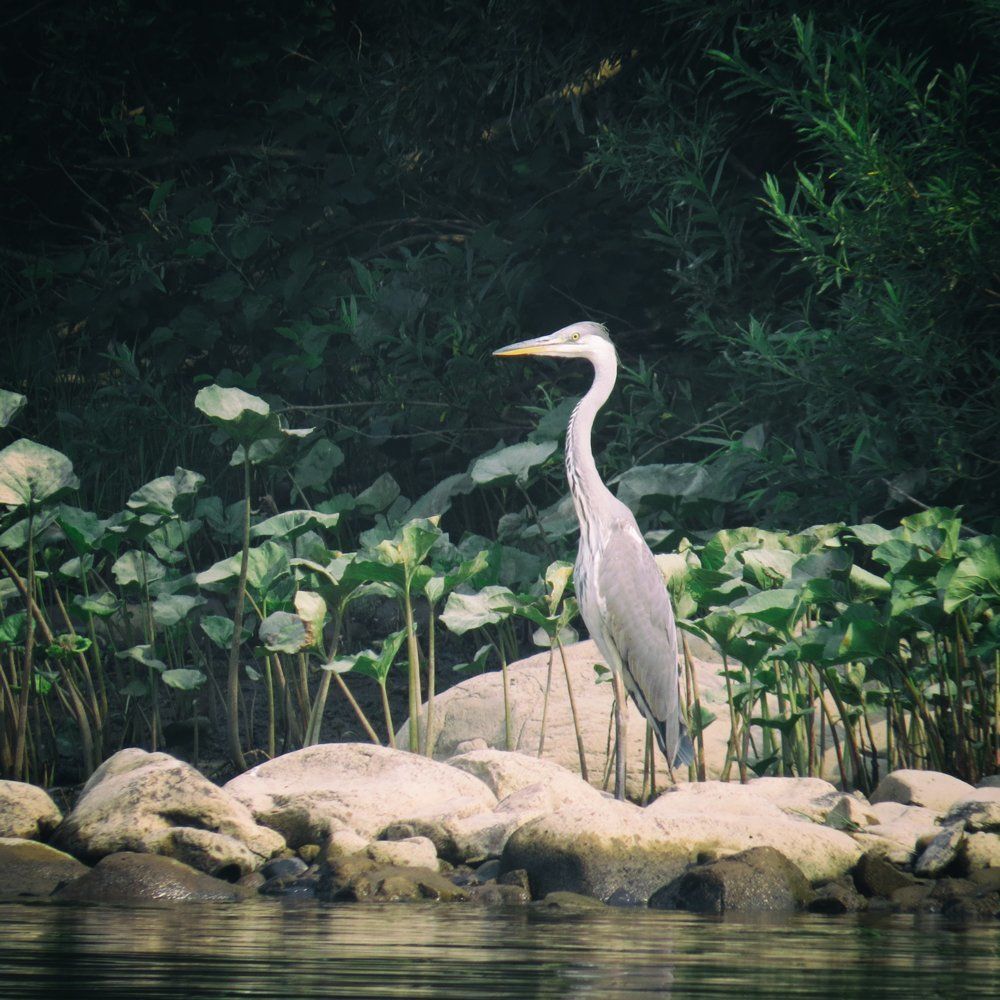 Серая цапля на берегу Вишеры