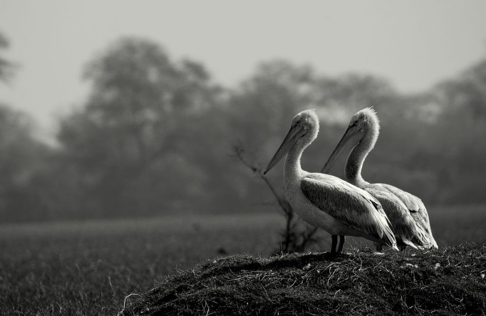Great white pelican.