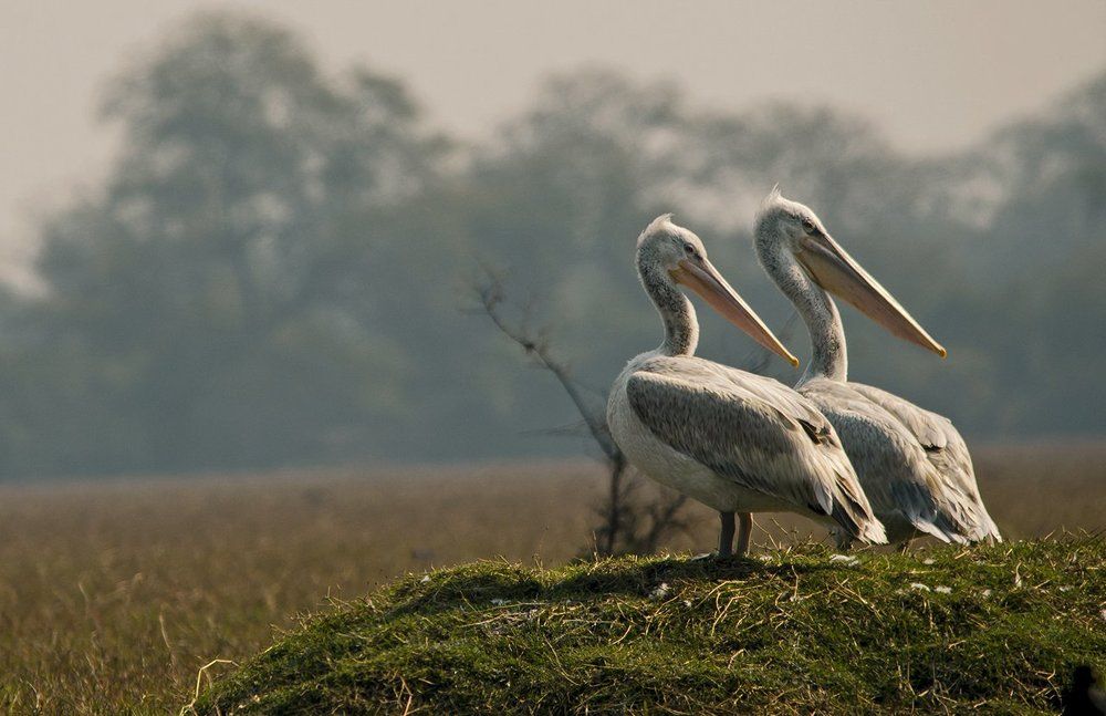 Great white pelican.