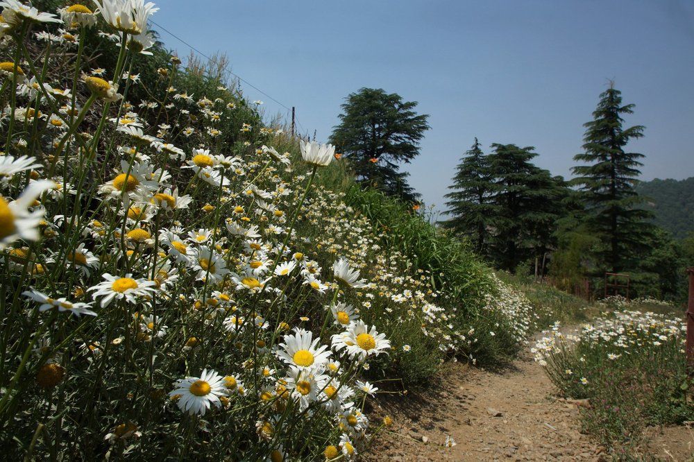 daisy scape