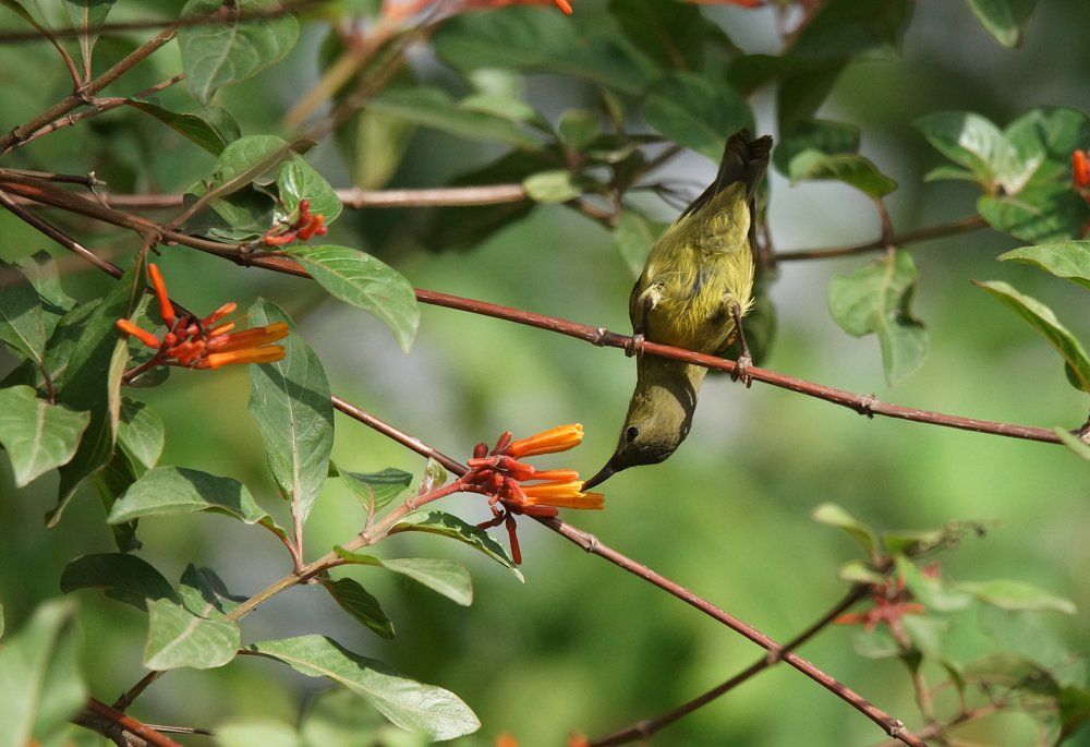 Sunbird at a versatile angle