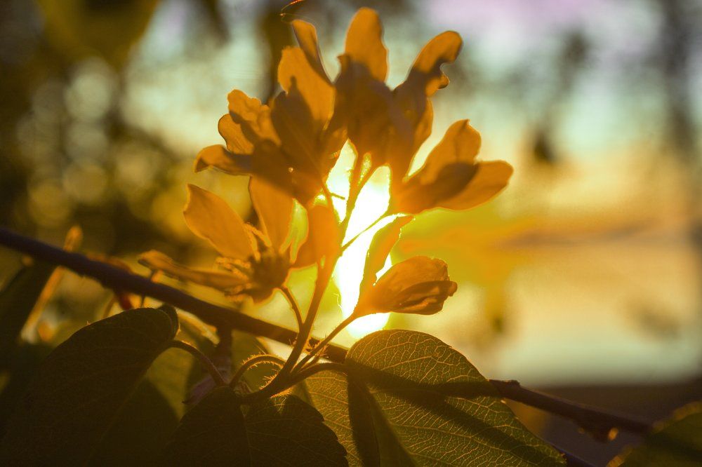цветок боярышника в солнце