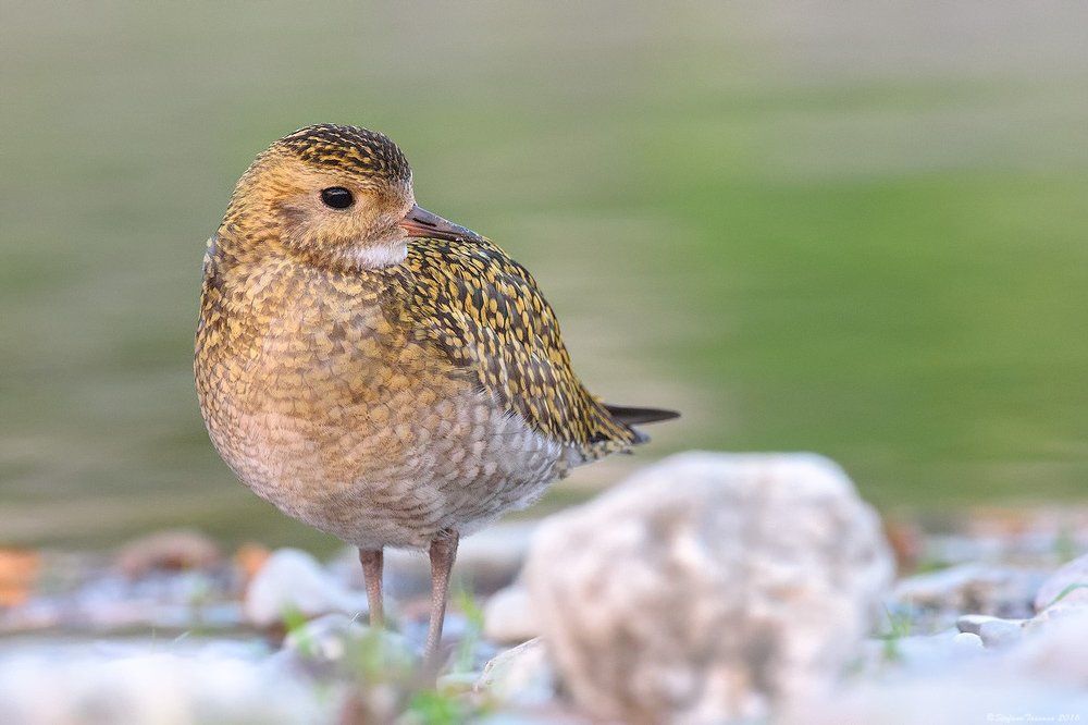 Golden Plover