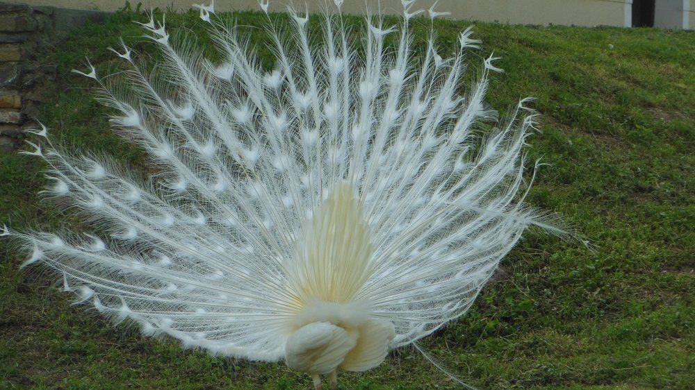 Вот это попа!