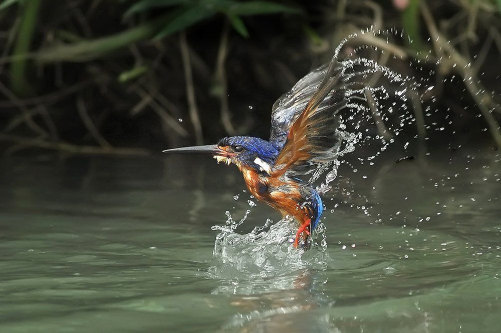 Kingfisher
