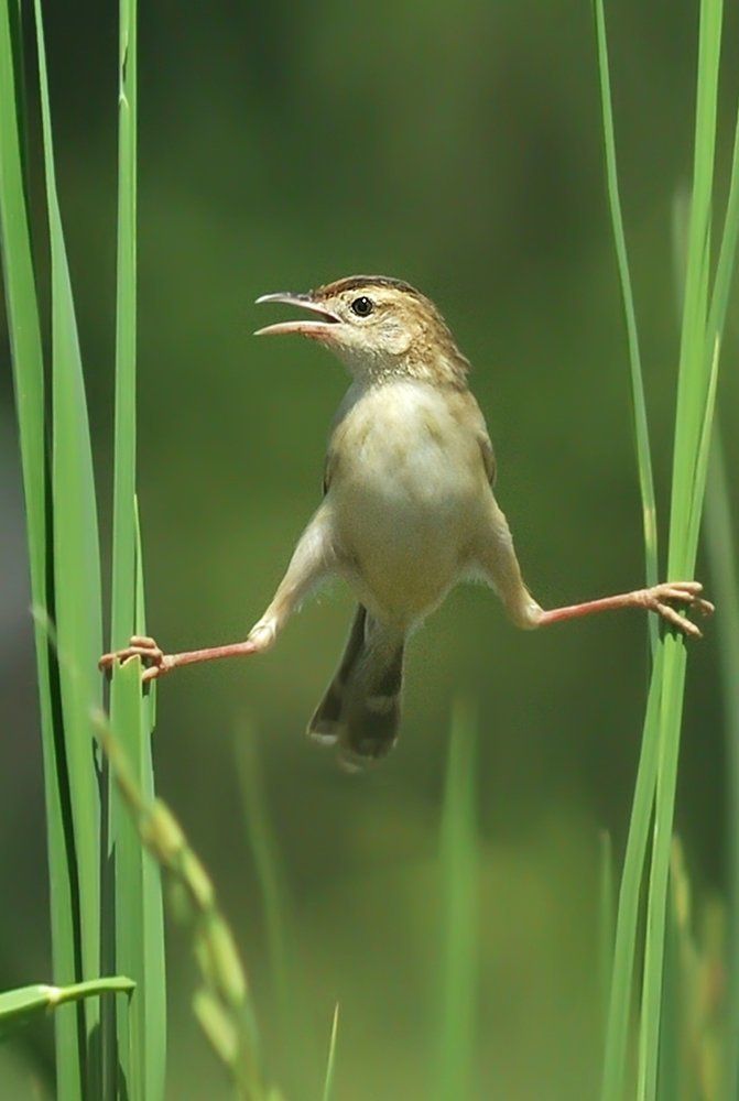 Cisticola juncidis