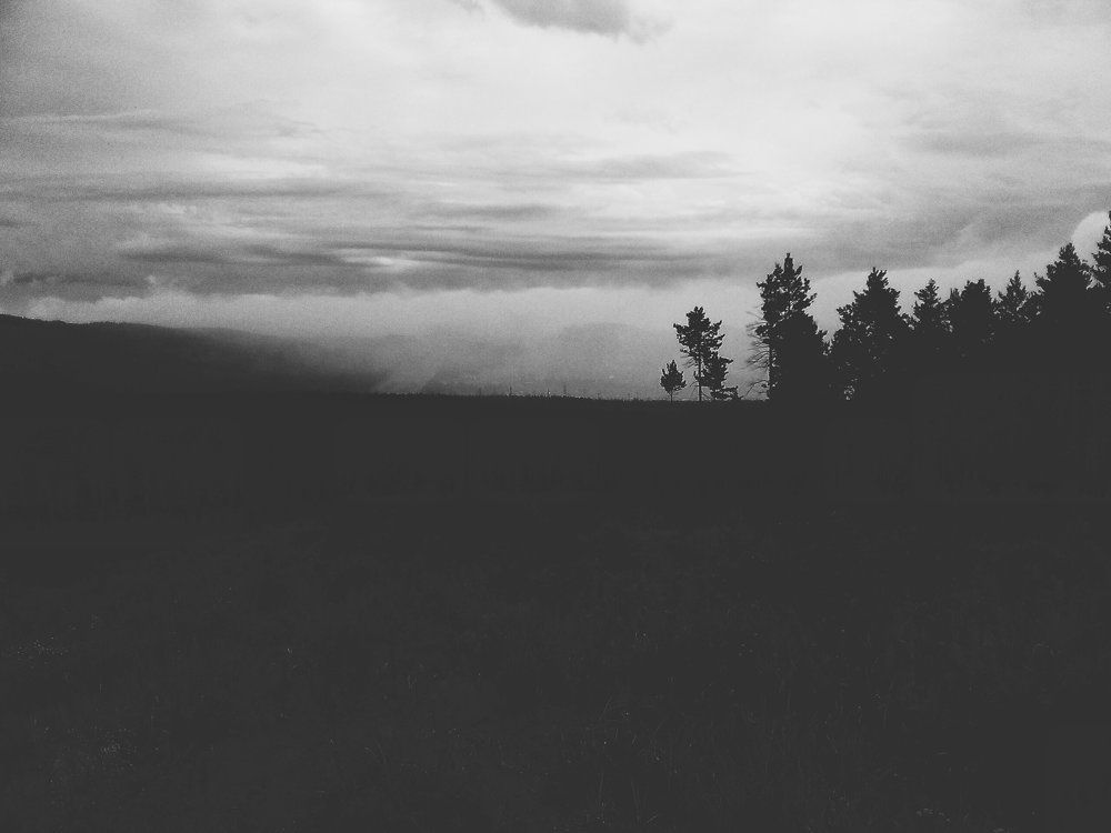 Мой лес, моя земля...