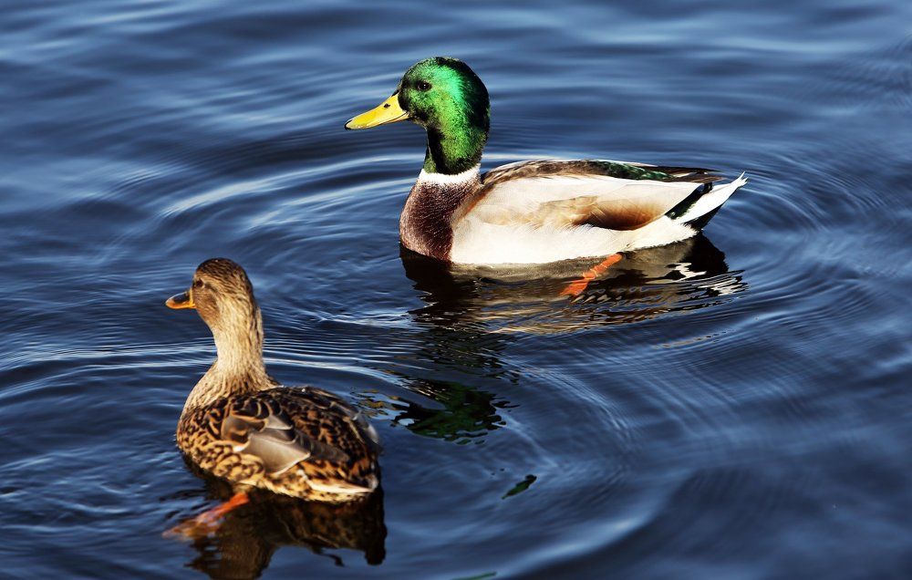 Утки на городском пруду