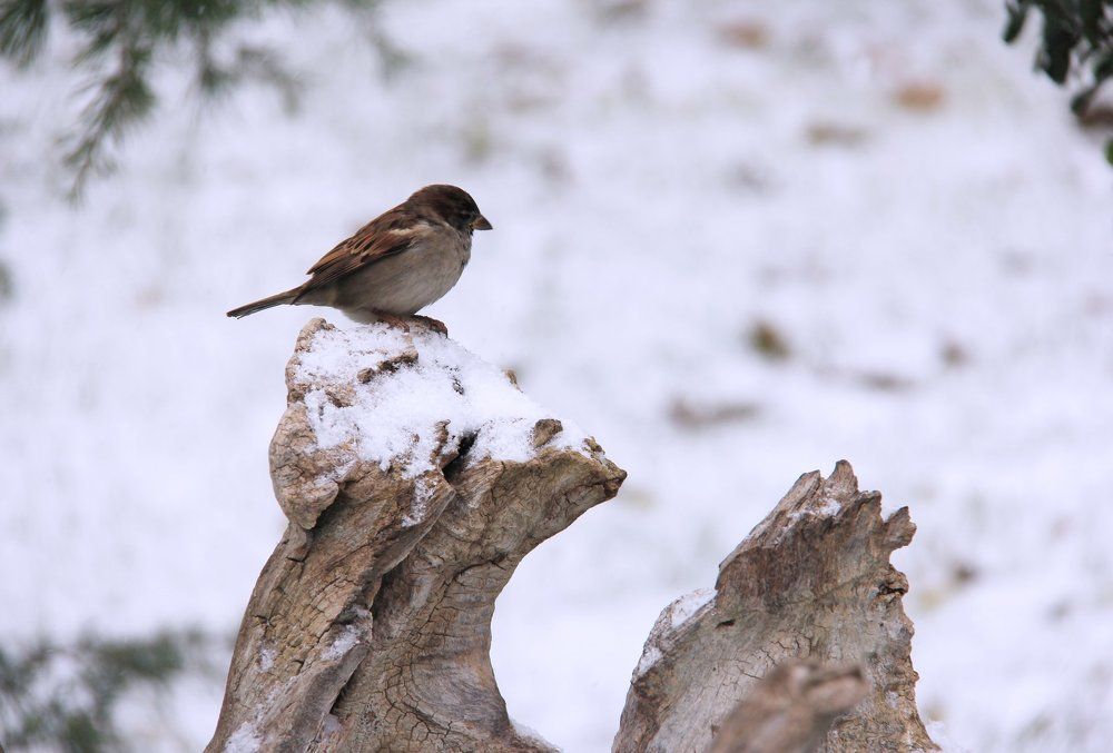 Одинокая птица