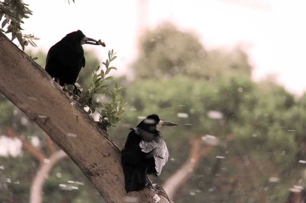 Две разницы