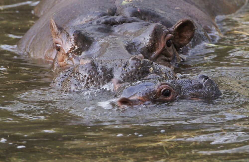 mother and child Hippopotamus