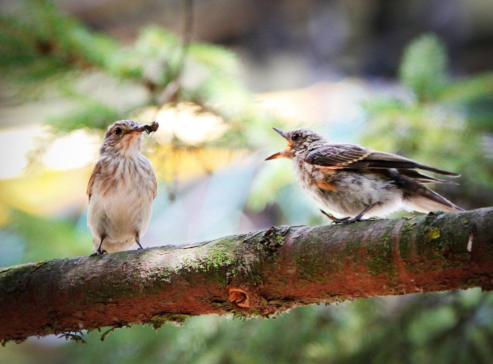 Материнство