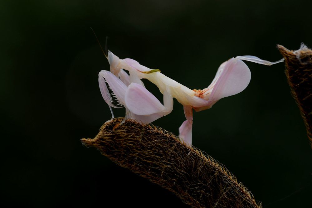 The Beauty of Mantis