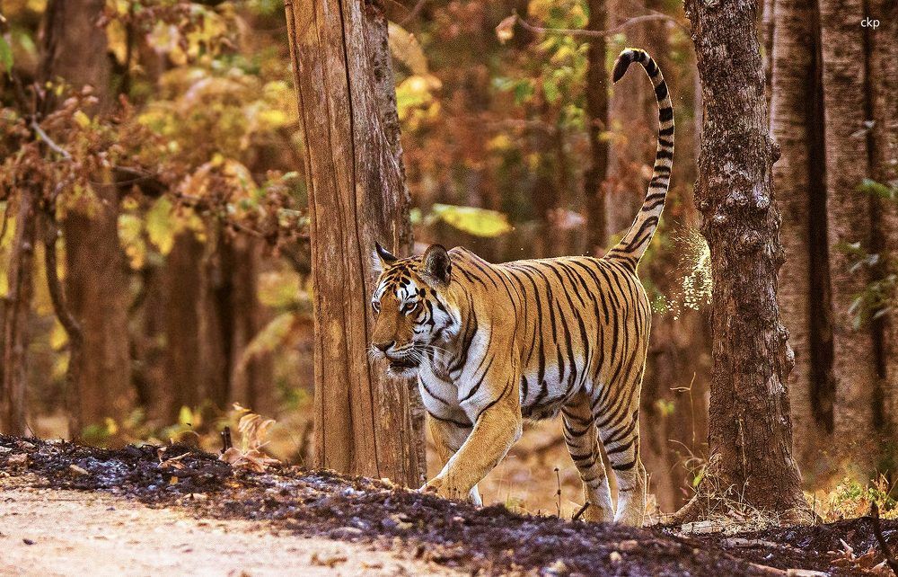 LEAVING TERRITORIAL MARKS.