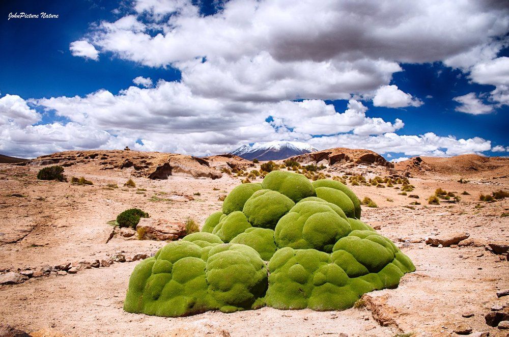 yareta