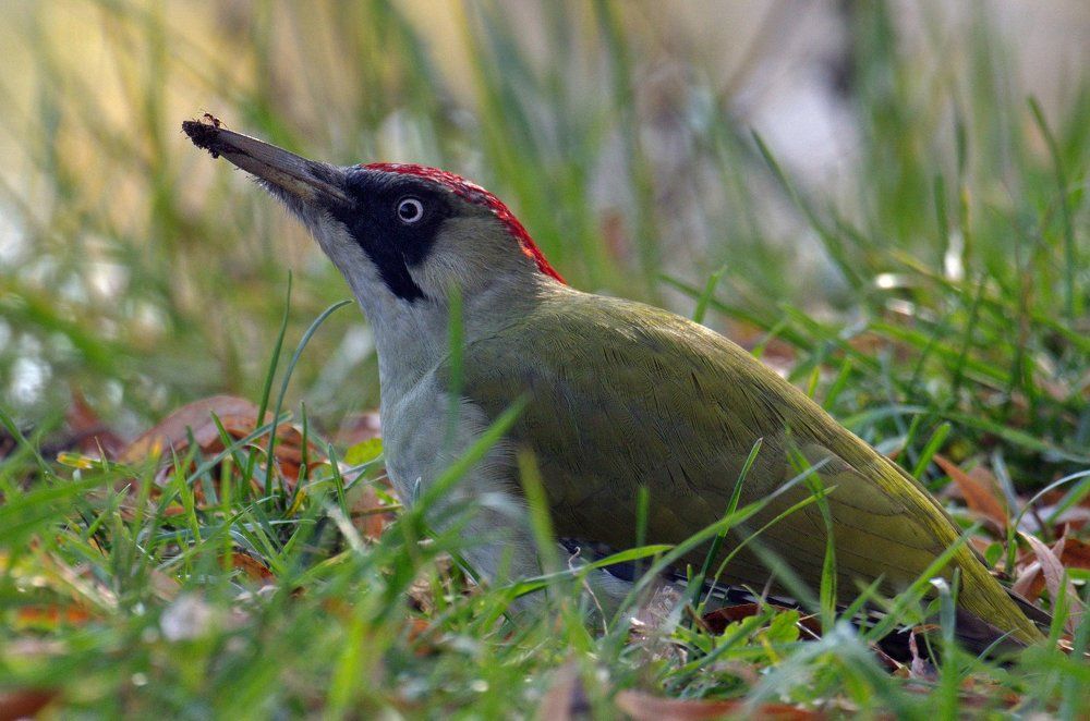 ПРО МУРАВЬЯ И ДЯТЛА