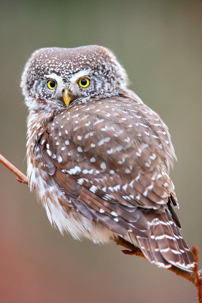 Claucidium passerinum