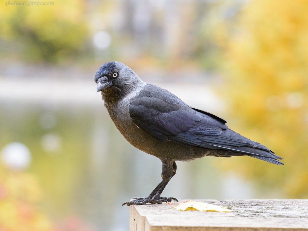 Photograph by Ардельян Анатолий