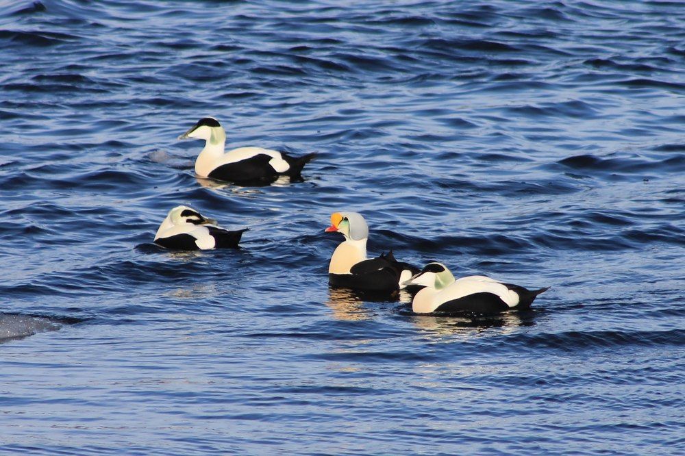 Король и его свита