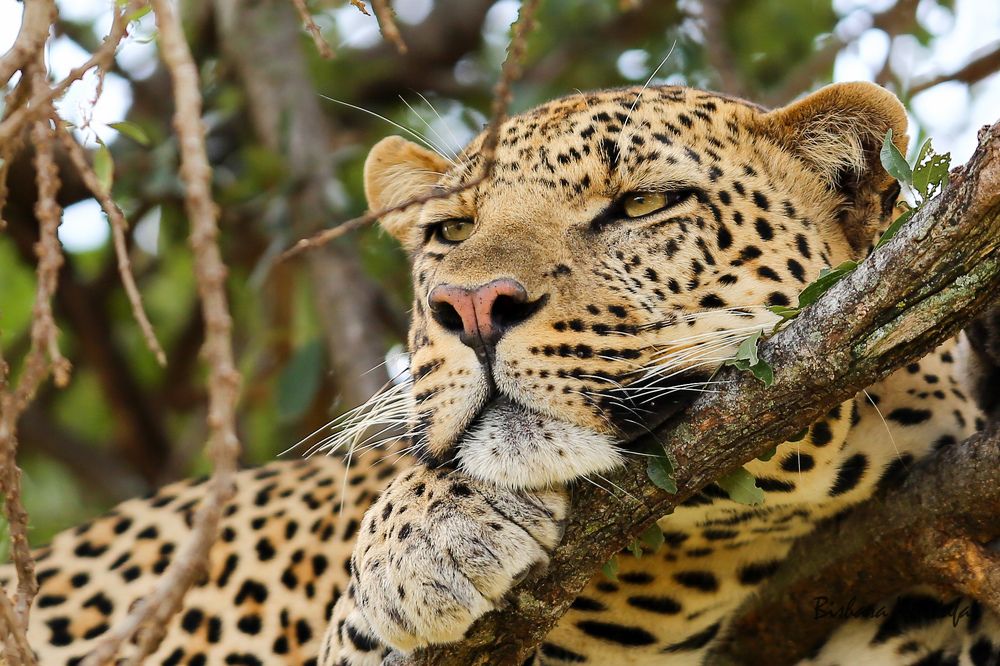 Lazy leopard
