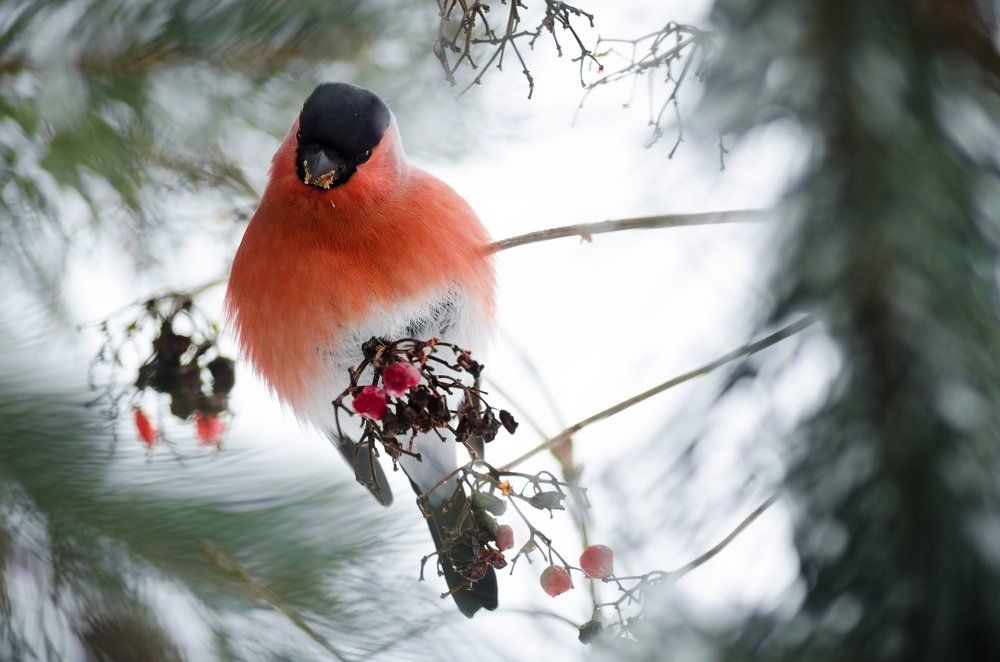 Упитанный тверской снегирь