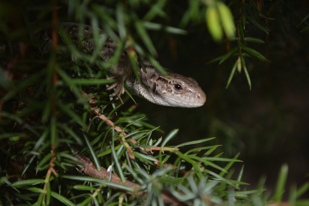 почти хищник