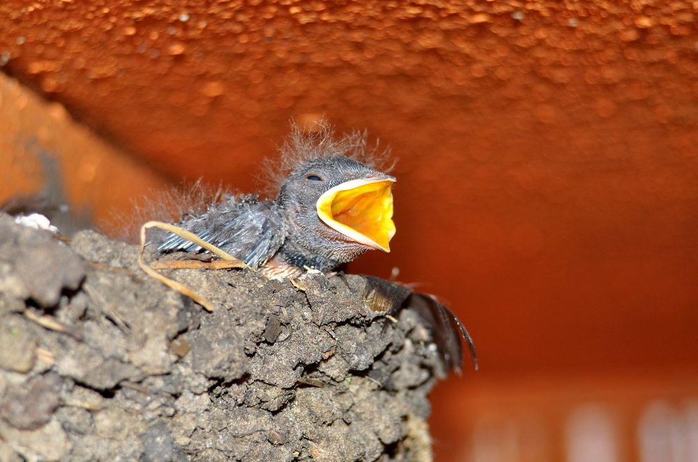 Будущая Ласточка