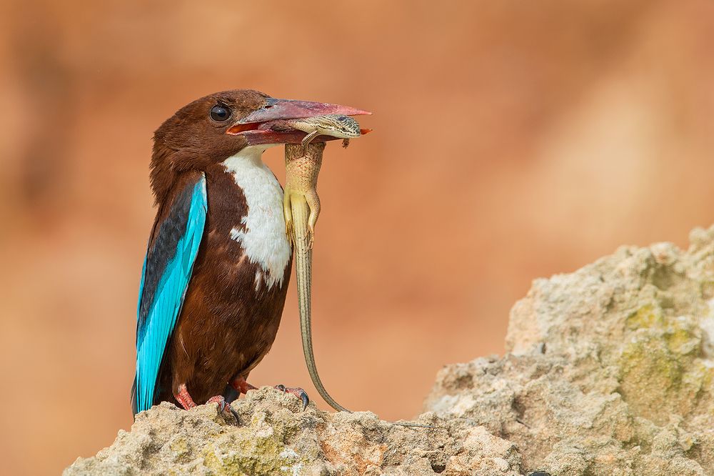 Охотник и добыча