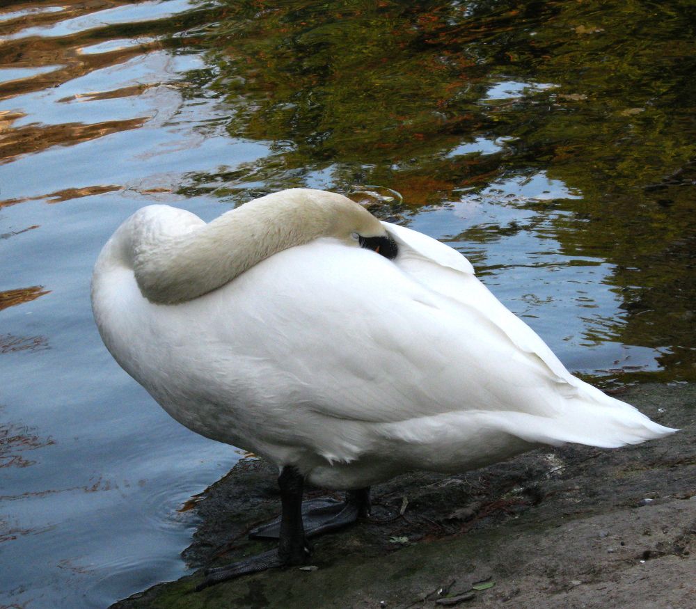 Лебедь спящий