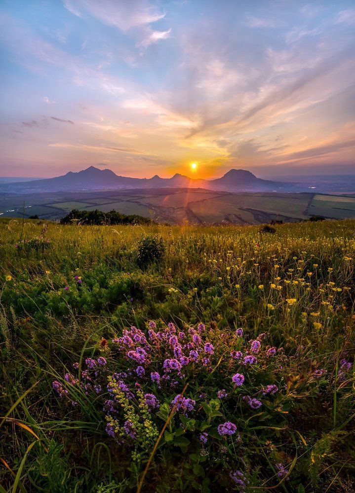 Цветёт чабрец.