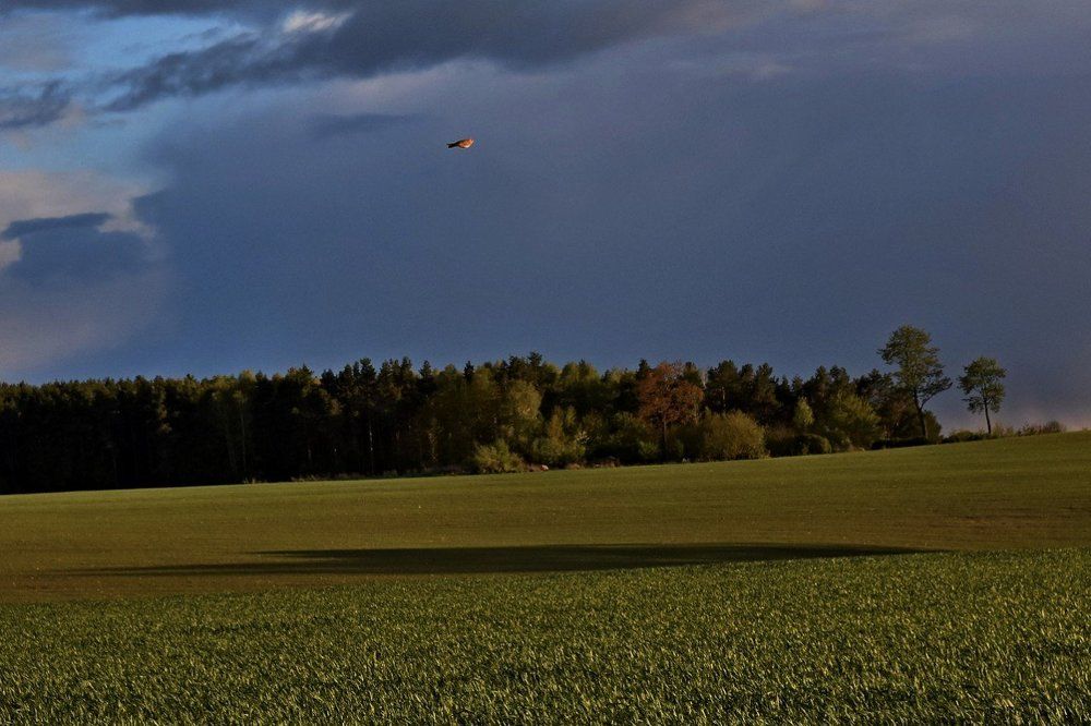 Большой птичке большую тень