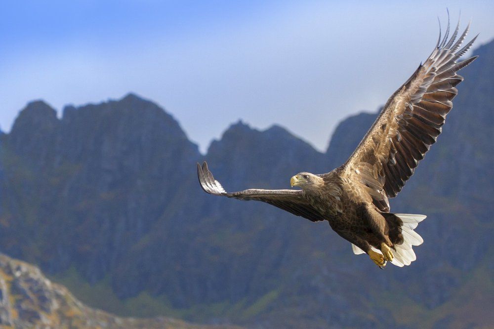 Белохвостый орлан